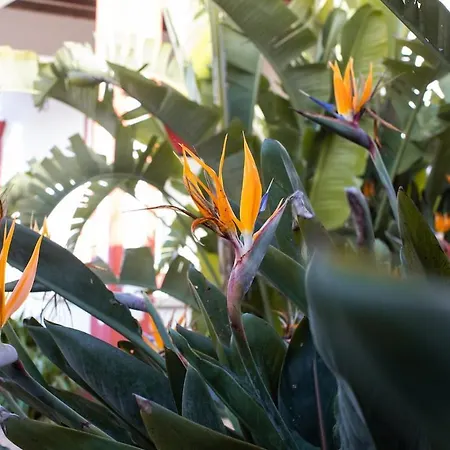 Villa Casa Do Piolhinho - Luxury Country Estate - Tomar, Portugal Tomar