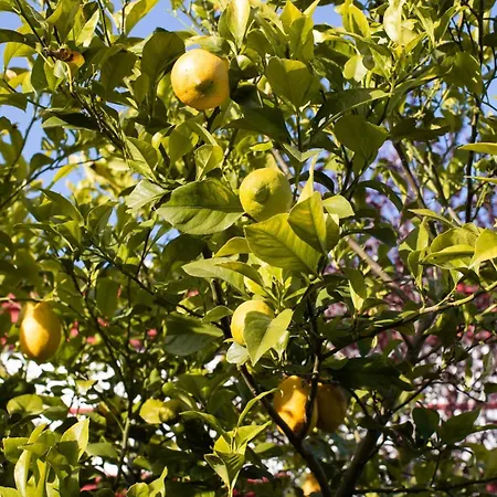 Vila Casa Do Piolhinho - Luxury Country Estate - Tomar, Portugal Tomar