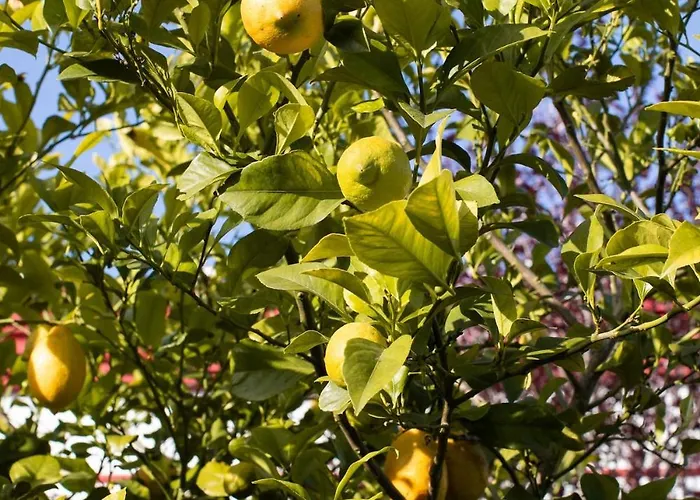 Willa Casa Do Piolhinho - Luxury Country Estate - Tomar, Portugal Tomar